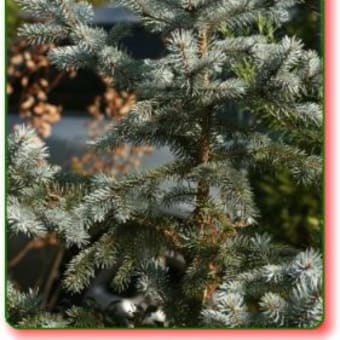我が家の★クリスマスツリー