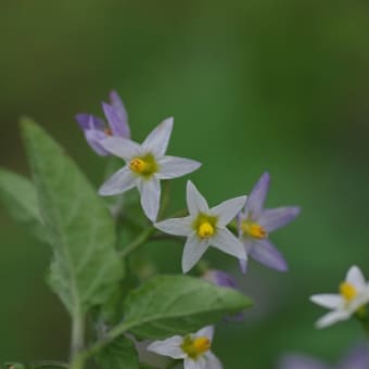 小さな花