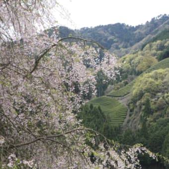 桜映える茶畑：京都・和束