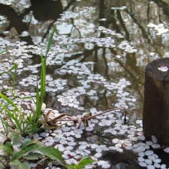 花びらの終演