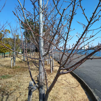 春を探しながら
