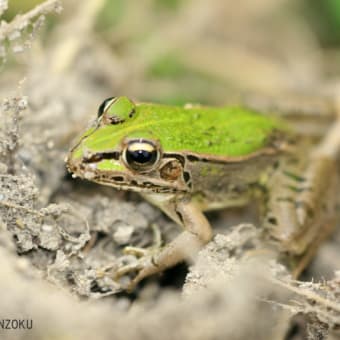 トノサマガエル