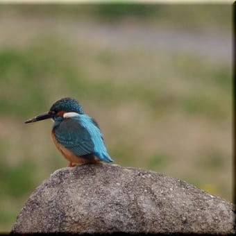 かわせみ翡翠　知多半島東浦町の鳥　４月 ６日のカワセミ　姿を見たのはワンチャンスでした。