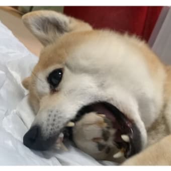 花より団子⁉️食欲の春⁉️