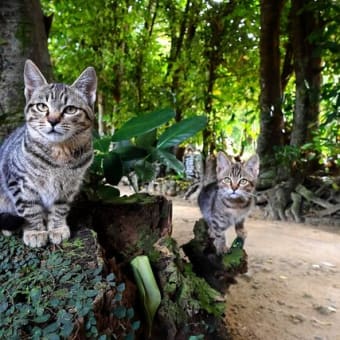 沖縄の猫たち　2024年2月　その8