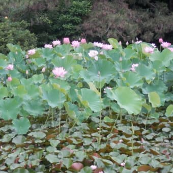 八景水谷公園の蓮の花