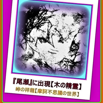 🐉🌈〖尾瀬〗ブナ大木に可愛い【✨精霊✨】出現❢❢
