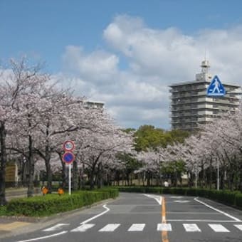 さくら