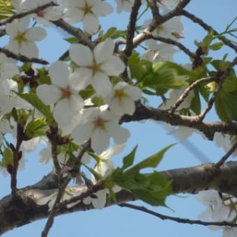 桜