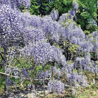 みやま森林公園  日本一長いフジは楽しめます  ふじまつり中止も早咲きは満開　〈2022年4月22日〉
