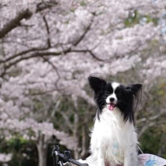 中央公園　桜