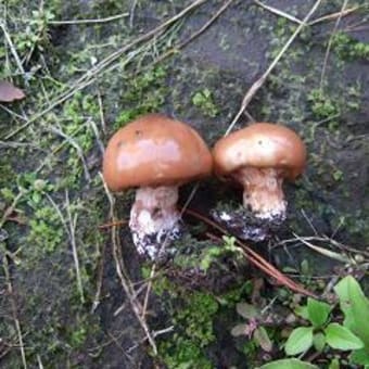 きのこゼミ初日
