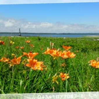 小清水原生花園