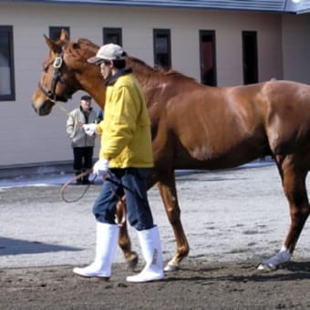 浦河地区の種牡馬展示会は３月１日（水）に（写真：アグネスフライト）