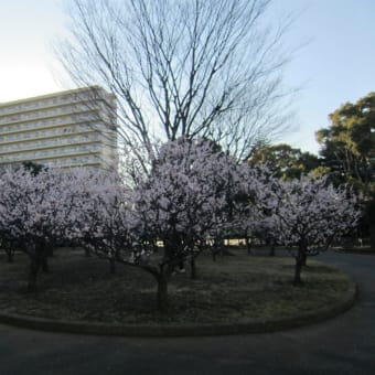 平井駅そばの旧中川河津桜並木（15日）♪。