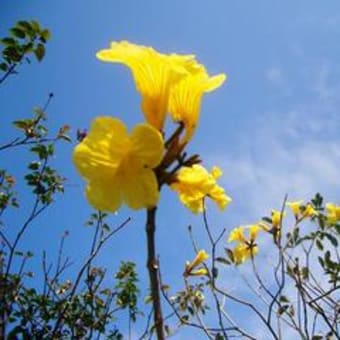 いっぺーの花 沖縄県本部町 沖縄もとぶ山原の道再びショップやまかわ 美ら海水族館近く八重岳麓 山川酒造お隣 琉球泡盛 古酒本部町特産品全国へお届け