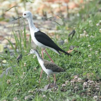 セイタカシギのヒナはもうすぐ独り立ち②-木更津市の野鳥たち