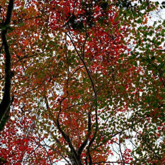 2023　紅葉登山➃　古処山