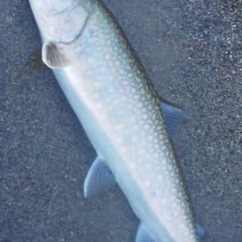 週末の釣り