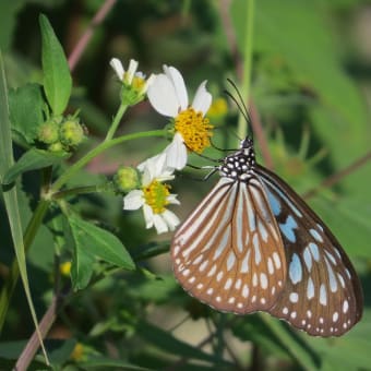 オオゴマダラ🦋リュウキュウアサギマダラ