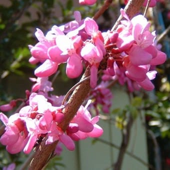 青空に蘇芳の花も生き生きとしていた。