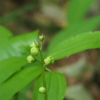 花の端境期の水林自然林には菌従属栄養植物などが（2025.6.8）#1