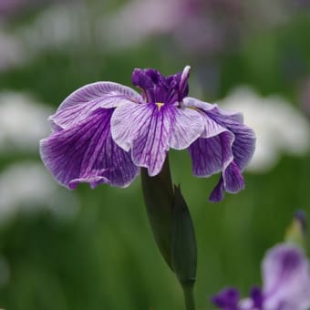 梅雨の花）　菖蒲と紫陽花