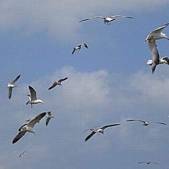 銚子漁港のカモメ