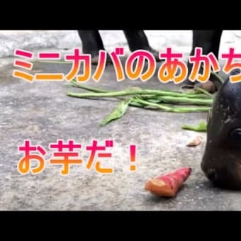 美味しいお芋を食べるカバの赤ちゃん　zoo 動物園