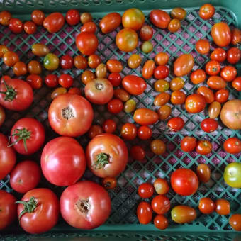 【収穫】枝豆、とまと、おくら【管理】オクラ、さつまいも、枝豆、トマト、にんじん