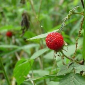 植物観察会