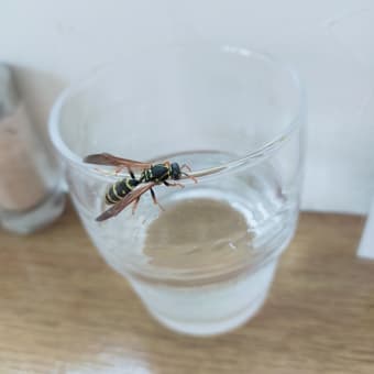 岩木山麓のネックレスロードのオオヤマザクラ