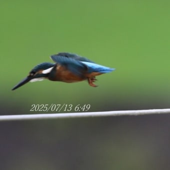 カワセミ探し＆散歩
