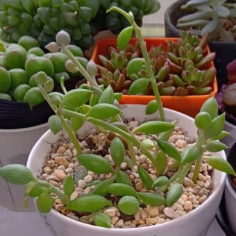 シルエットとゴールドマニー他を植え替え　20250525
