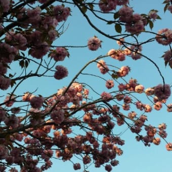 八重桜