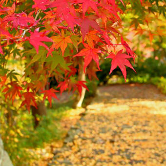 正法寺の紅葉