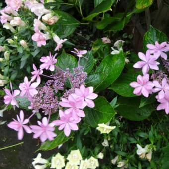 雨のあとさき・・・　紫陽花七変化