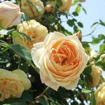 花盛り