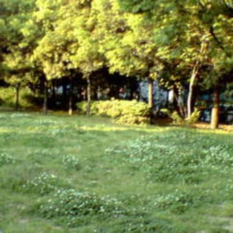 堺　街角　ミュージアム/公園探検/お花畑のある公園/土居川公園