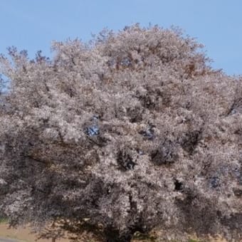田住の一本桜