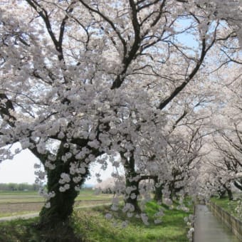 今年の桜