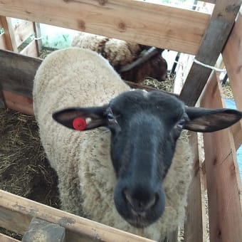 羊の毛刈りの見学