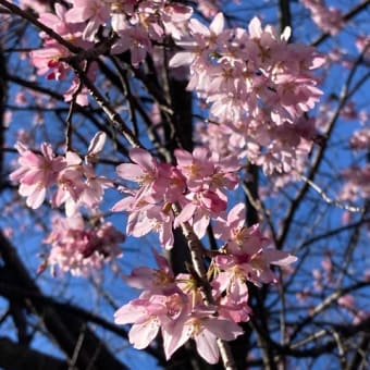 4月のヨーガ教室