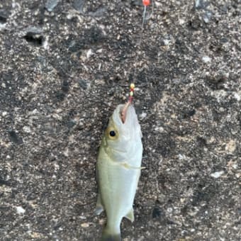 ハゼ釣り〜楽しかった