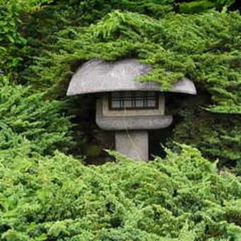 勧修寺の花菖蒲