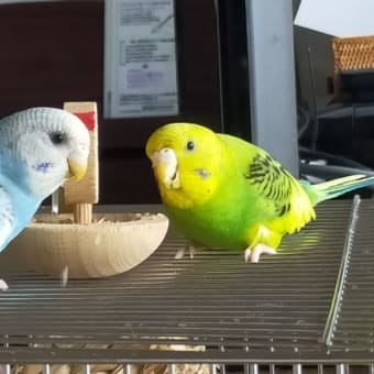 インコたち