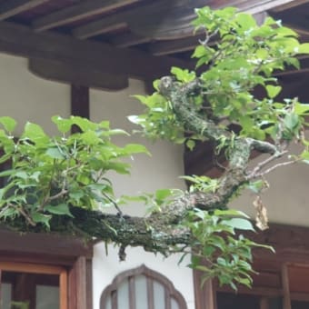 ランチの後は