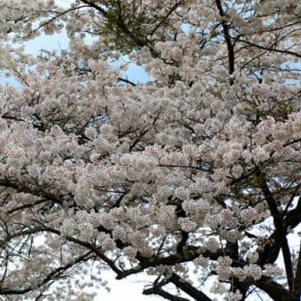 福泉寺の桜　2025　弐