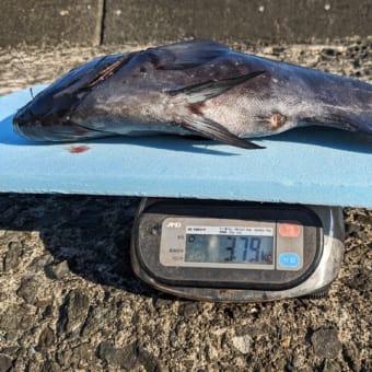 南伊豆 下流 今日の釣果