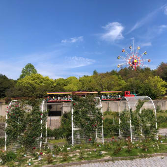 5月の連休 お天気が良く 「蜂が峰バラ園」に。